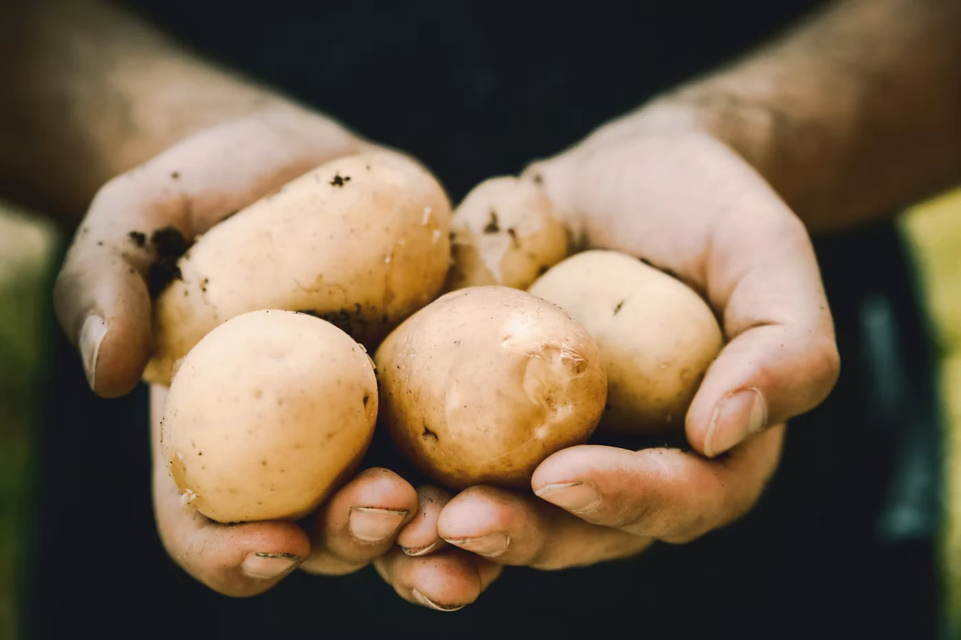 Freshly harvested potatoes held in hands